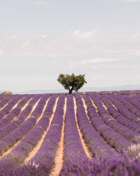 A vertical shot of the lavender field. - Foto, Bild