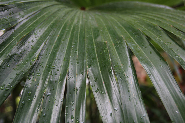 A closeup shot of green palm leaves with raindrops - Foto, imagen