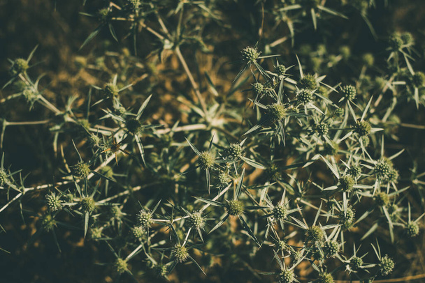 A close-up shot of green field eryngo on a blurred background - Zdjęcie, obraz