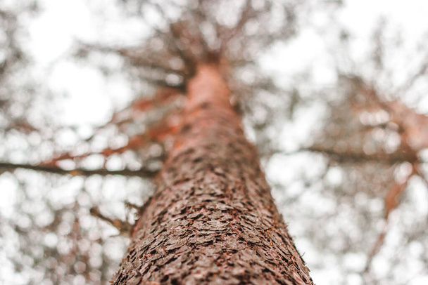 Μια χαμηλή γωνία του κορμού ενός ψηλού δέντρου στο δάσος το χειμώνα - Φωτογραφία, εικόνα