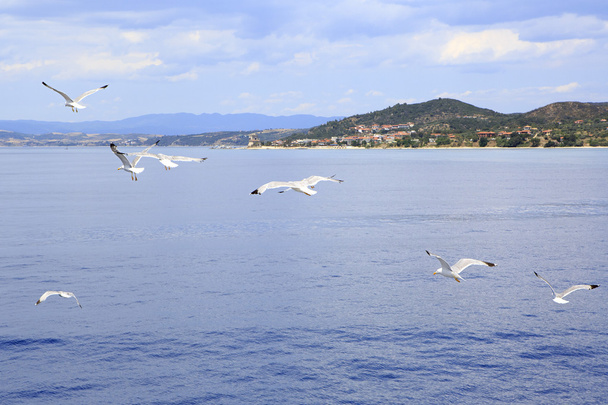 Yellow-legged gulls fly over the sea. - Fotoğraf, Görsel