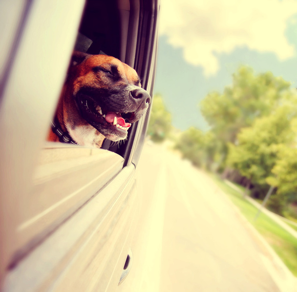 Dog out enjoying card ride - Foto, Imagen