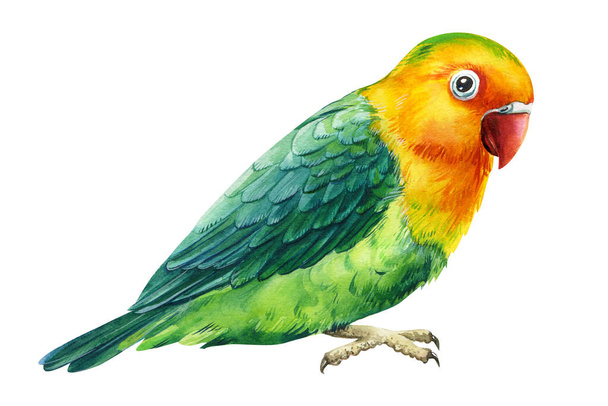 Papagei, grüner und gelber Vogel auf isoliertem weißem Hintergrund, Aquarell, Handzeichnung - Foto, Bild