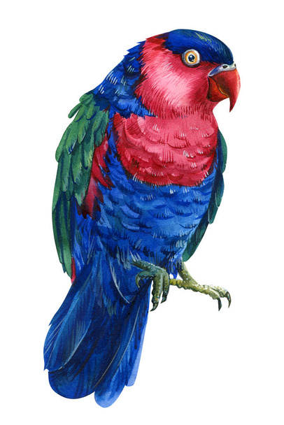 Papegaai, Tropische blauwe vogel en rood op een geïsoleerde witte achtergrond, aquarel illustratie, handtekening - Foto, afbeelding