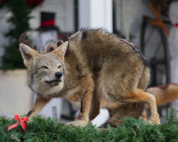 Noel Şamandırası İçin Vahşi Çakal Madalyası - Fotoğraf, Görsel