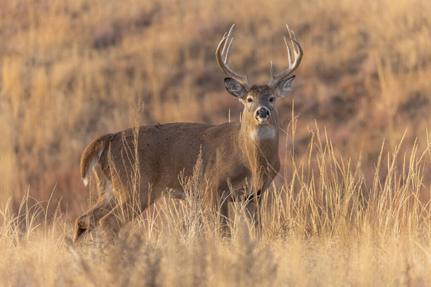 Осенью в Колорадо во время колючей проволоки погиб белохвостый олень - Фото, изображение