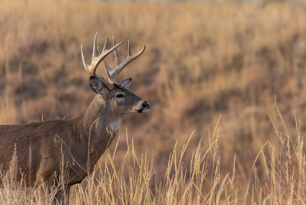 a buck whitetail deer during the rut in Colorado in autumn - Photo, Image