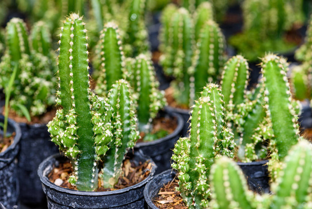 Close up verde piccola pianta di Cactacee o cactus in un vaso bella natura dell'albero esotico del deserto è una pianta ornamentale - Foto, immagini