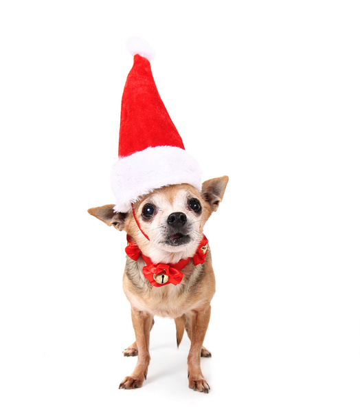 Chihuahua with red santa hat on - Foto, immagini