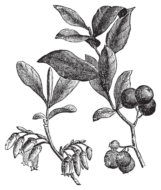 Huckleberry or Gaylussacia resinosa engraving - Vector, Image