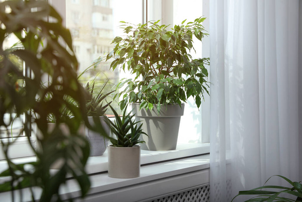 Many different houseplants on windowsill indoors. Interior design - Valokuva, kuva