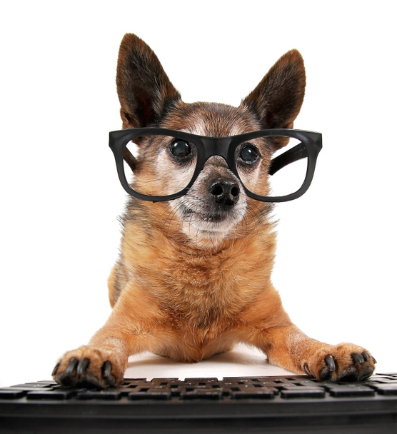 Chihuahua mix wearing glasses on computer - Fotoğraf, Görsel