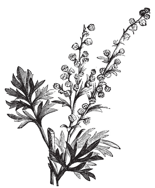 Usine d'absinthe, gravure sur artémisia absinthium ou absinthe
 - Vecteur, image