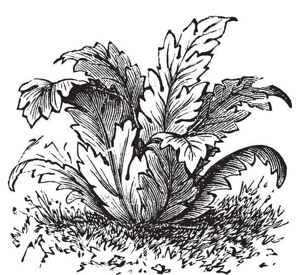 Бруси ведмедя або рослина Acanthus mollis вінтажне гравюра
 - Вектор, зображення
