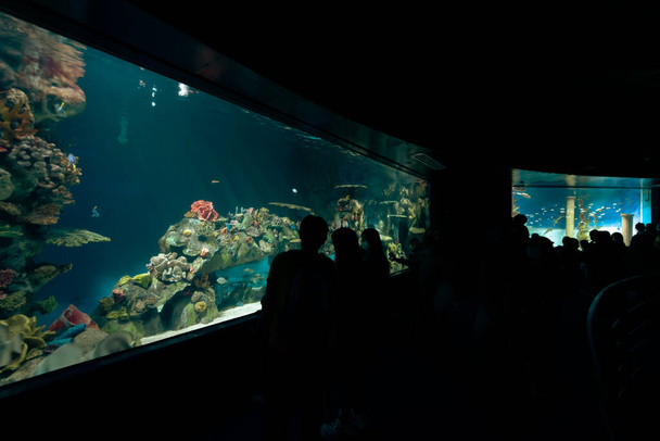 Emberek, akik élvezik nézni akvárium a Manila Ocean Park, Metro Manila, Fülöp-szigetek, Nov 28, 2021 - Fotó, kép