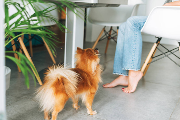 Red Pomeranian dog near young woman on kitchen at home - Photo, Image