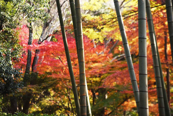 Japonya 'da güzel bir sonbahar manzarası. Akçaağacın sonbahar yaprakları. - Fotoğraf, Görsel
