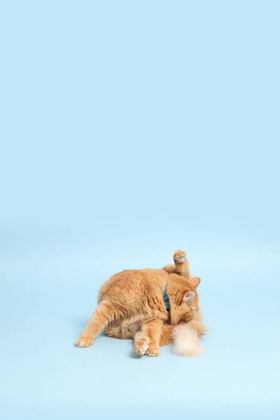 The cute ginger cat lying on the blue background. - Photo, Image