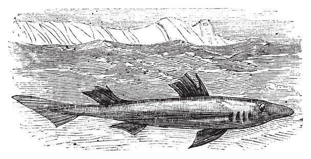 Maxomys dogfish, doornhaai, modder haai, piked dogfish of squallus aca - Vector, afbeelding