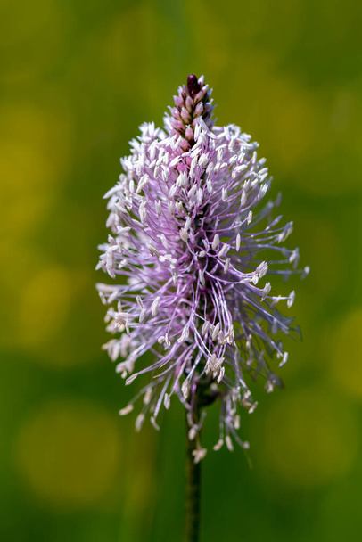 Plantago media flower in meadow, macro - Photo, Image