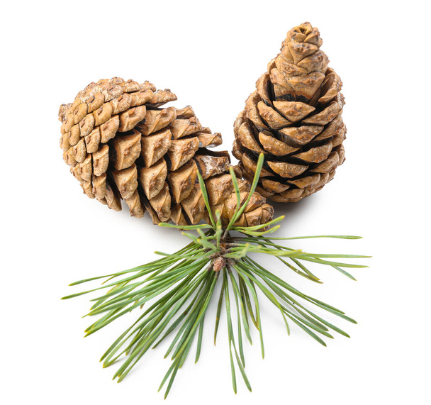 Fir branch with beautiful pine cones on white background - Photo, Image