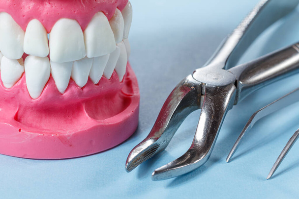 Stainless steel dental tongs and layout of the human jaw on the blue background. - Photo, Image