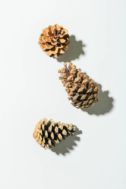 Conos de pino sobre fondo blanco - Foto, Imagen