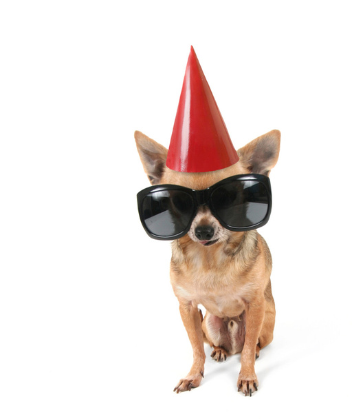Chihuahua with sunglasses and birthday hat - Zdjęcie, obraz