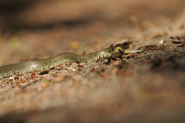 Serpiente de hierba. Una serpiente no venenosa que vive en Europa. Las manchas amarillas en la parte posterior de la cabeza son un sello distintivo. - Foto, Imagen