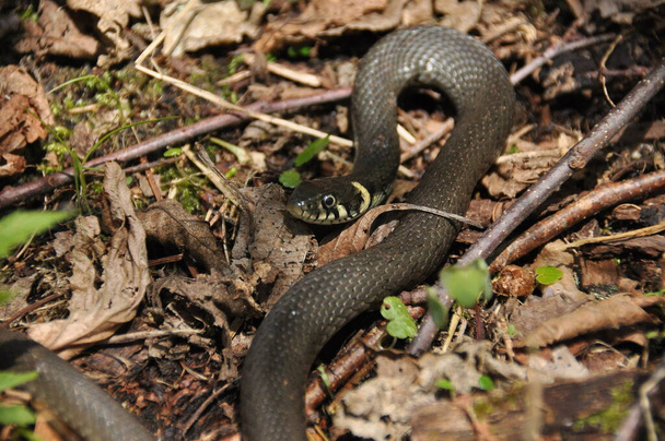 Grasnatter. Eine ungiftige Schlange, die in Europa lebt. Gelbe Flecken am Hinterkopf sind ein Markenzeichen. - Foto, Bild