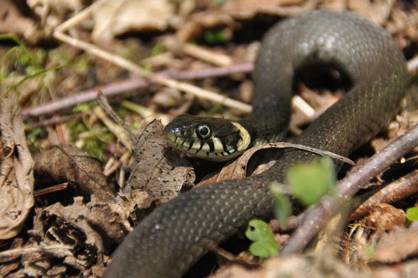 Χόρτο φίδι. Ένα μη δηλητηριώδες φίδι που ζει στην Ευρώπη. Κίτρινες κηλίδες στο πίσω μέρος του κεφαλιού είναι σήμα κατατεθέν.. - Φωτογραφία, εικόνα