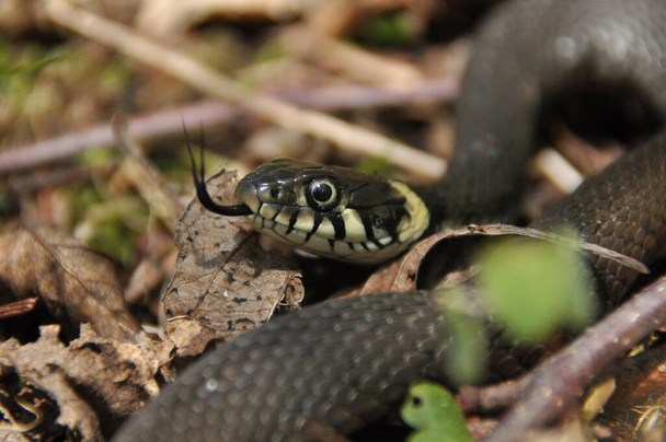 Serpente de relva. Uma cobra não venenosa que vive na Europa. Manchas amarelas na parte de trás da cabeça são uma marca registrada. - Foto, Imagem
