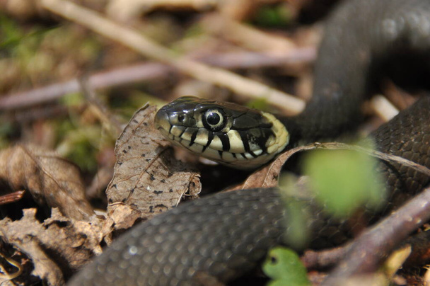 Χόρτο φίδι. Ένα μη δηλητηριώδες φίδι που ζει στην Ευρώπη. Κίτρινες κηλίδες στο πίσω μέρος του κεφαλιού είναι σήμα κατατεθέν.. - Φωτογραφία, εικόνα