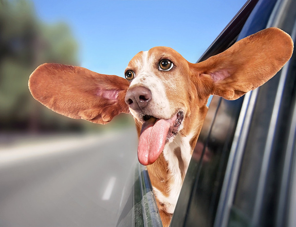 Basset hound riding in car - Zdjęcie, obraz