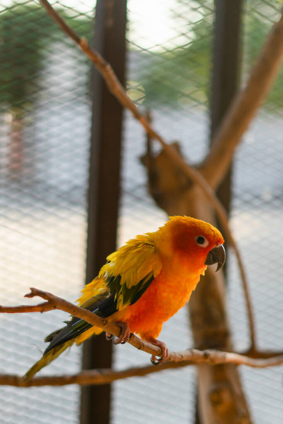 Bird parrot,Beautiful Sun Conure bird - Photo, Image
