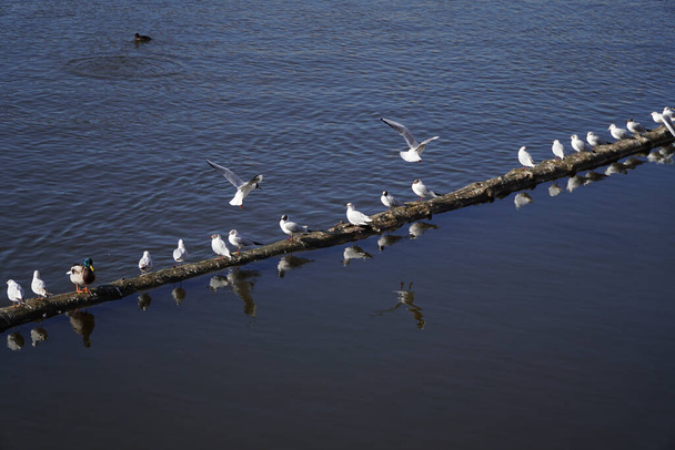 An aerial view of a row of seagulls perched on a long log in a river - Photo, image