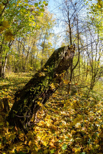 Old rotten birch trunk covered with green moss in bright yellow autumn forest, wide angle fisheye view - Foto, Imagem