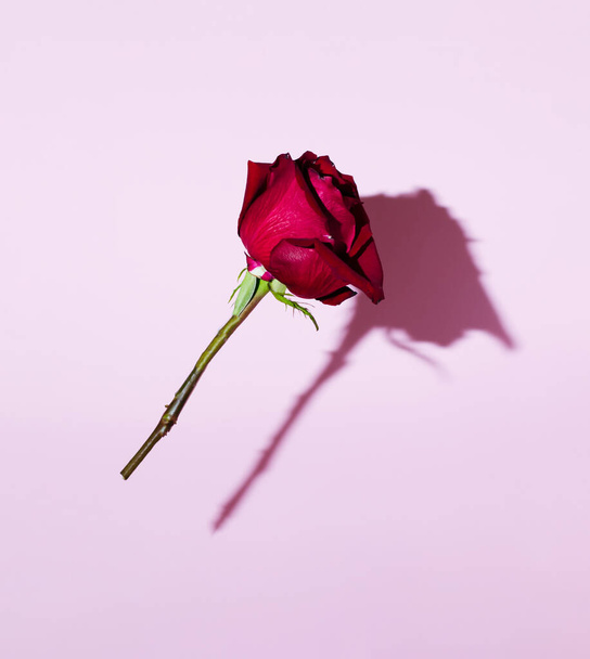 A closeup of a falling red rose against a pastel pink background - 写真・画像