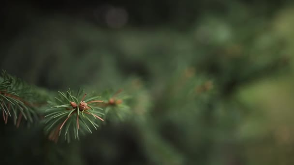 sprigs of a Christmas tree in the park close-up - Záběry, video