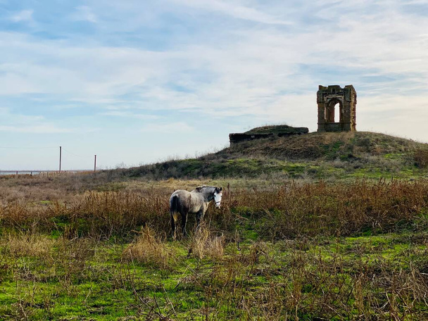Серый конь в поле ест траву. На фоне развалин. - Фото, изображение