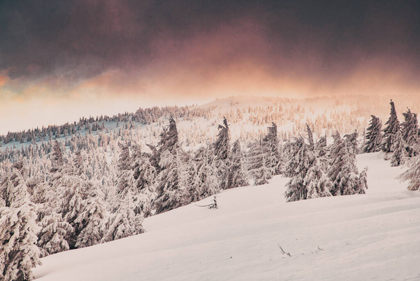 удивительный зимний пейзаж с снежными елками - Фото, изображение