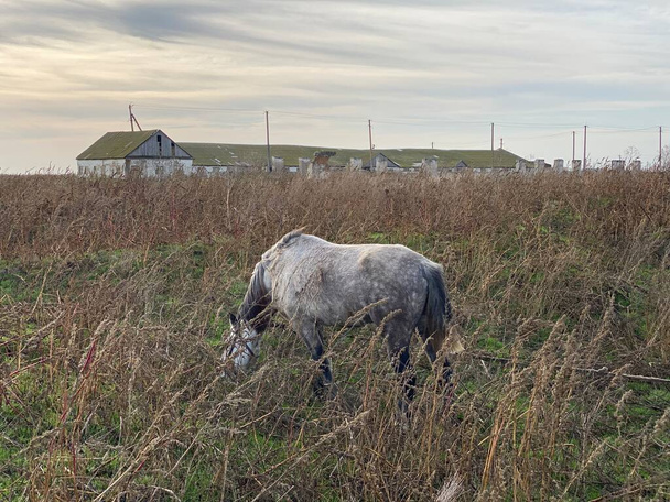 Серый конь в поле ест траву. - Фото, изображение