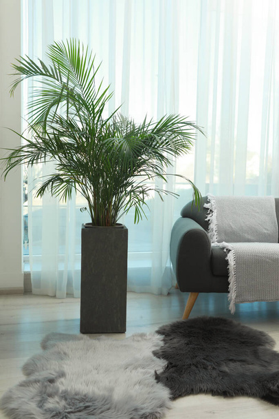 Beautiful green houseplant and comfortable sofa near window in living room. Interior design - Photo, image