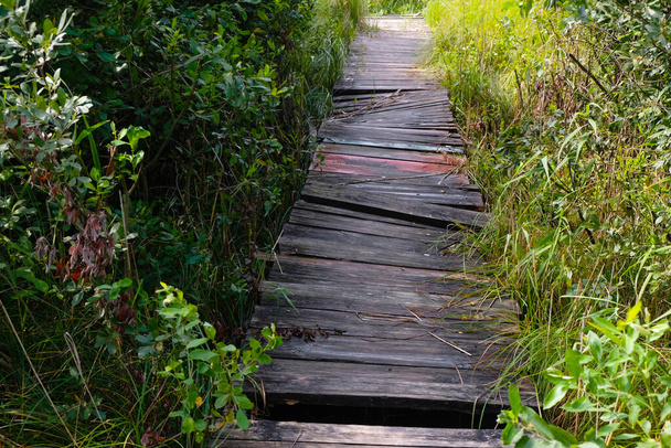 Старый ремесленный деревянный пешеходный мост через тростник к озеру. - Фото, изображение