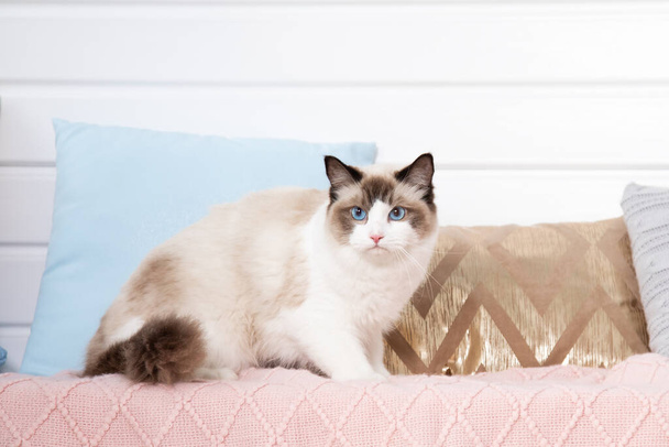 Fluffy blue - eyed ragdoll in perfect shape stands onpink knitted blanket among pillows . Blue-eyed cats. Animal care. Pet care products. Keeping animals. Food for long-haired cats. Home life.  - Photo, image