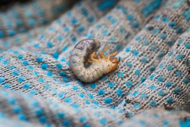 Close up of a child holding a European chafer beetle larva - Photo, Image