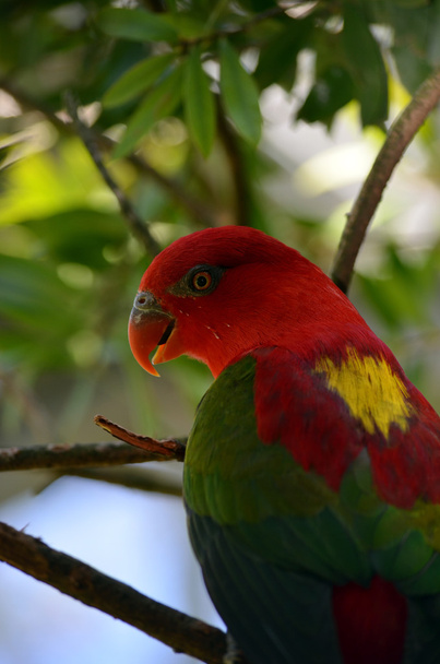 Kırmızı papağan - Fotoğraf, Görsel