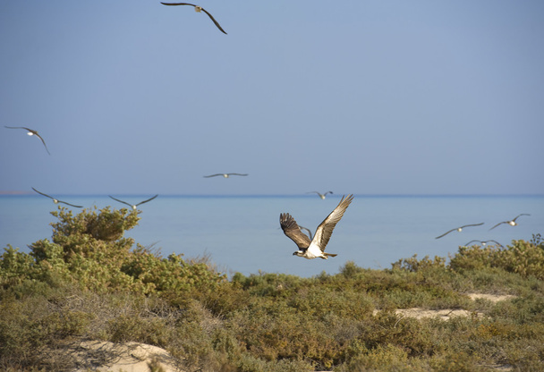 Osprey repül át a bokrok - Fotó, kép