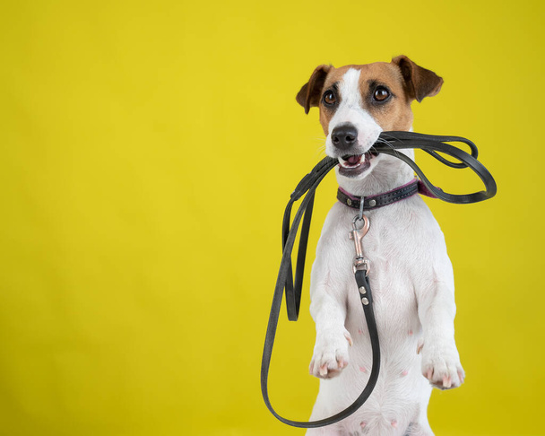 The dog is holding a leash on a yellow background. Jack Russell Terrier calls the owner for a walk. - Foto, Bild