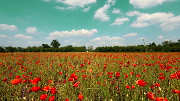  Πεδίο Red Poppies το καλοκαίρι - 5K - Πλάνα, βίντεο